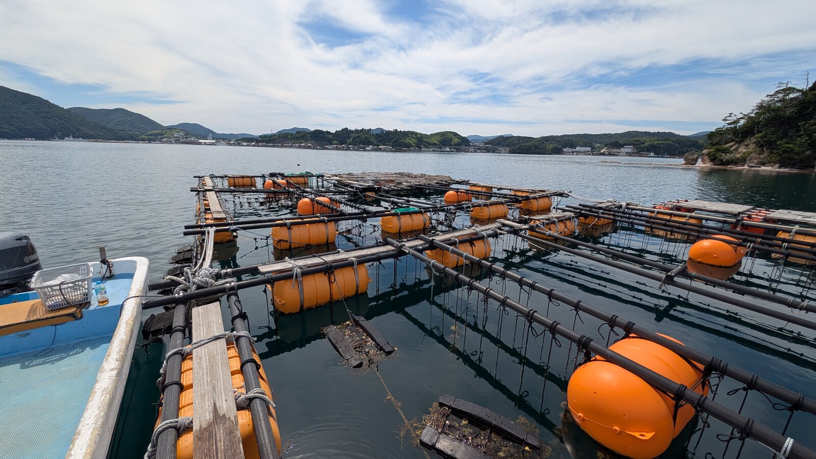 隠岐の牡蠣養殖いかだ