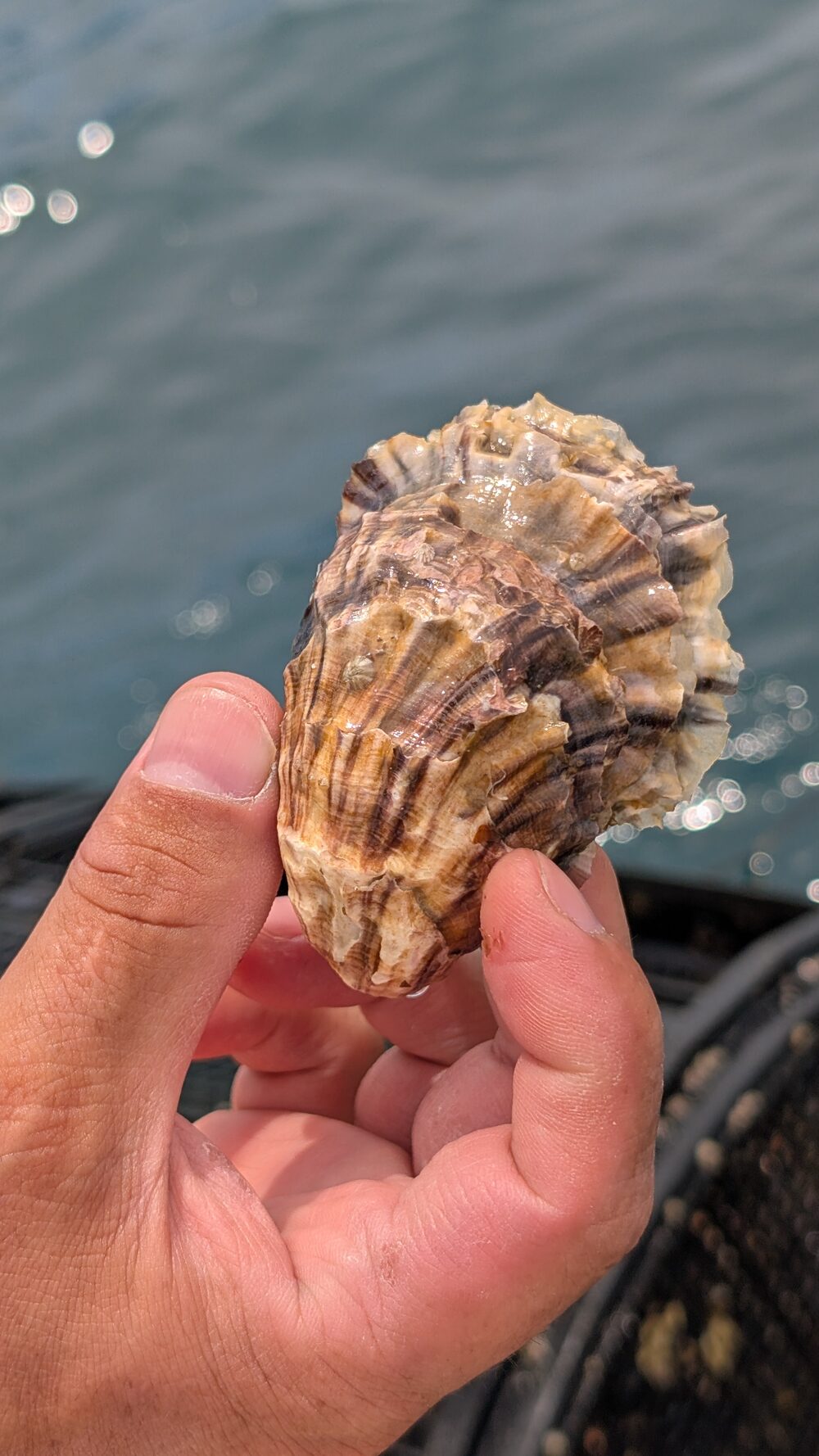 隠岐の牡蠣